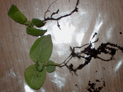 Alf und Bet am 19.05.2007